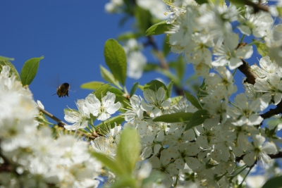 Bienen im Mai