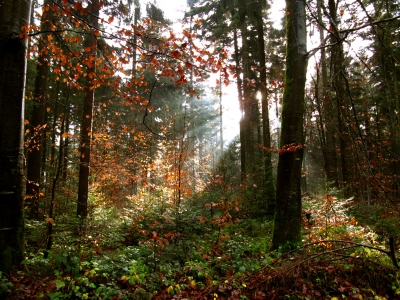 Sonnendurchbruch im Herbstwald
