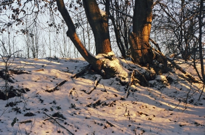 Verschneite  Baumwurzeln in  der  Wintersonne