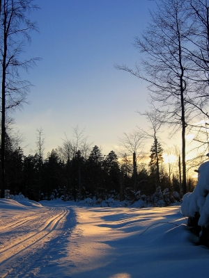 Loipe im abendlichen Winterwald