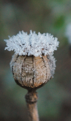 Mohnkapsel nach dem ersten Nachtfrost