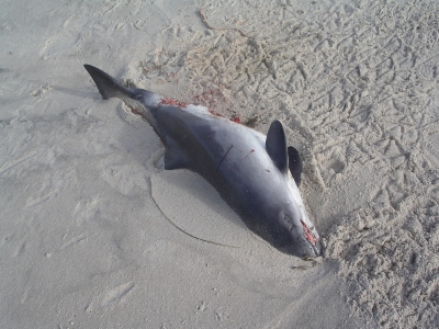 Toter Schweinswal am Sylter Strand