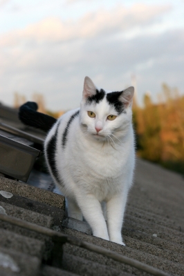 Katze auf dem Dach 3