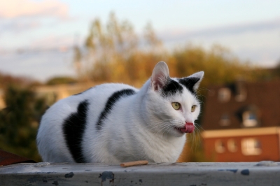 Katze auf dem Dach 4
