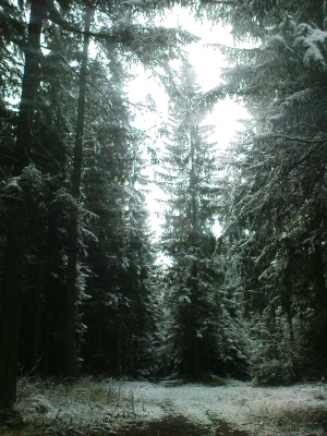 Im finstern Wald
