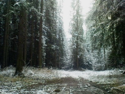 Im finstern Wald 2