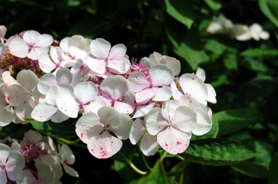 Die Gartenhortensie (Hydrangea macrophylla)