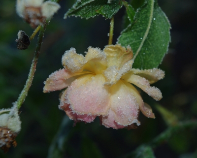 frosted rose (die Zweite)