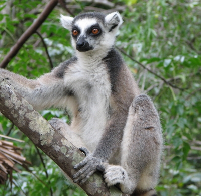 Ringtail-Lemur