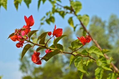 Zarte rote Blüten in China