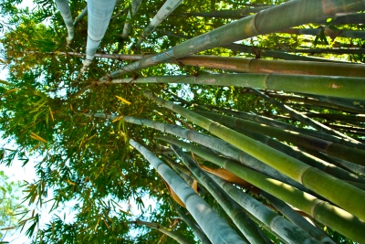 Bambus im Park von Zhongshan