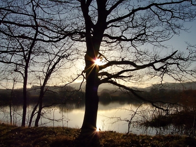 früh morgens am Teich