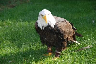 Seeadler