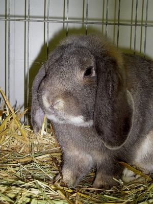 Widder-Kaninchen
