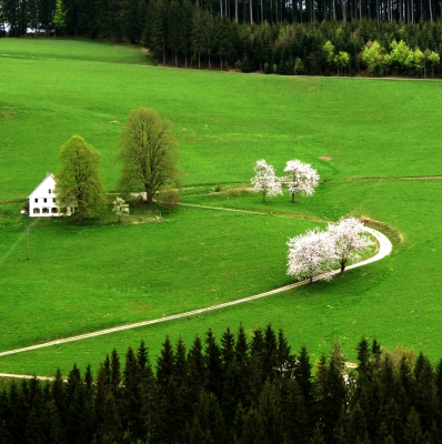 Frühlingsboten im Schwarzwald