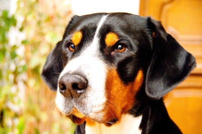 Portrait Grosser Schweizer Sennenhund