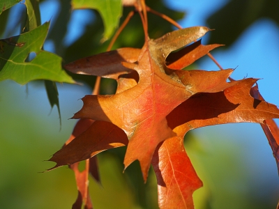 Herbstfarben