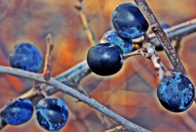 Blaue Beeren