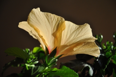 Hibiskus -3