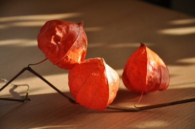 Lampionblume/ Physalis - 1