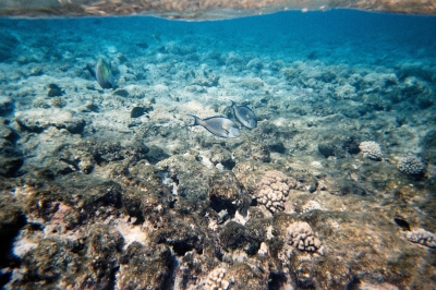 Korallenriff mit Arabischen Doktorfischen