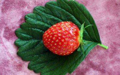 Blatt-Erdbeere