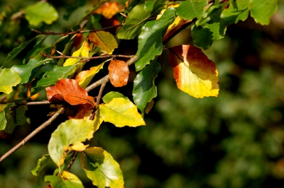 Herbstblätter