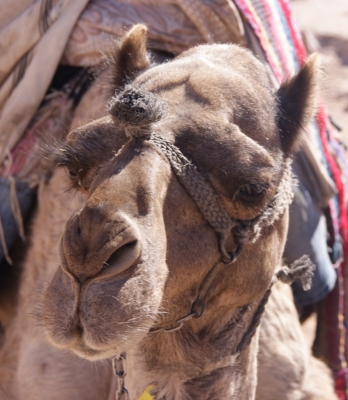 Kamel aus dem Sinai