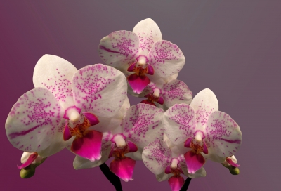 Schenk doch Orchideen