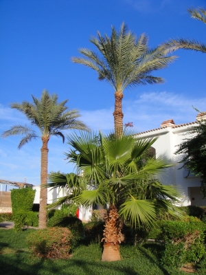Hotelanlage in Sharm el Sheikh 2