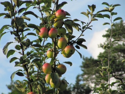 Äpfel am Baum (Krone)