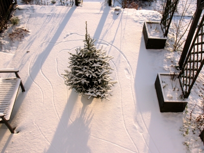 Der erste Schnee Blick auf den Weihnachtsbaum