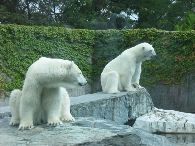 Eisbären