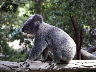 Koala im Profil
