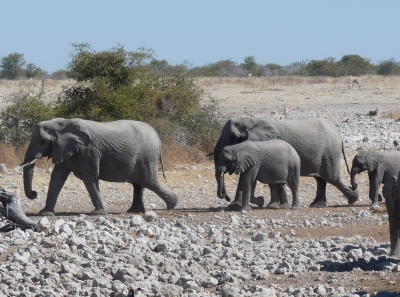 Zug der Elefanten
