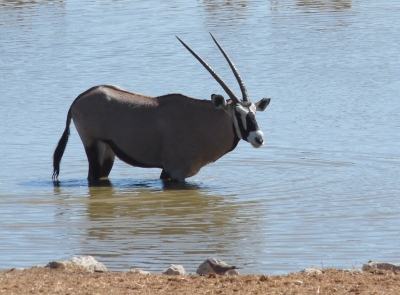 Oryx beim Baden