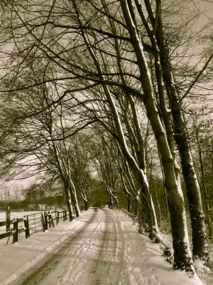 Allee der krummen Bäume ...