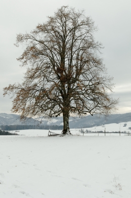 baum im winter