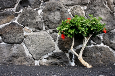 Hibiskus