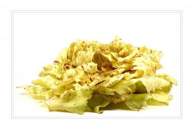 Radicchio Castelfranco 1