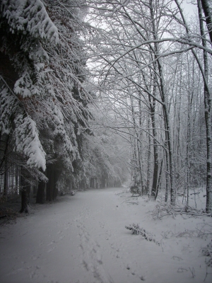 Spuren im Schnee!