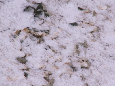 Muscheln im Schnee