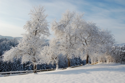 Winter-wunderland