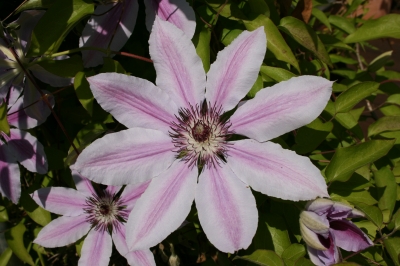 Clematis