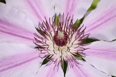 Clematis