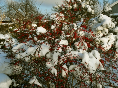 Berberitze im Winter