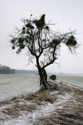 Einsamer Baum am Feldrand mit Misteln