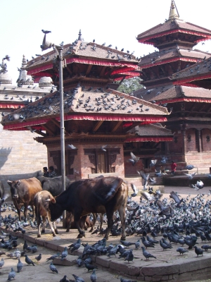 Nepal - Pagoden und Tauben