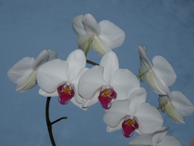 Orchidee vor Schnee 1