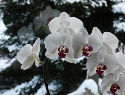 Orchidee vor Schnee 2